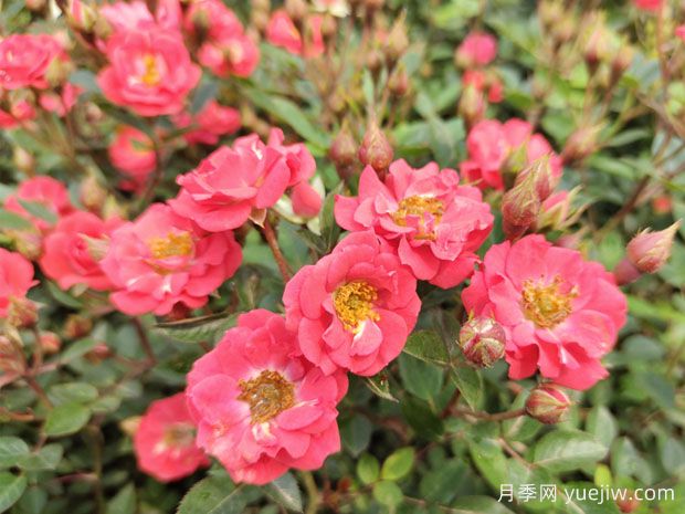 建個月季小花園，種盆栽月季，品茶賞花(圖1)