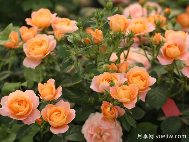 建個月季小花園，種盆栽月季，品茶賞花(圖2)