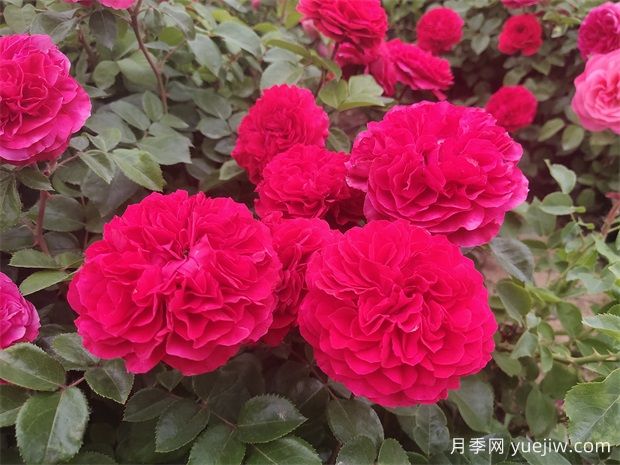 月季、玫瑰、薔薇有何區(qū)別？(圖1)