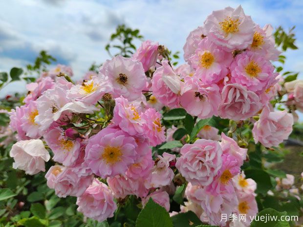 月季、玫瑰、薔薇有何區(qū)別？(圖2)