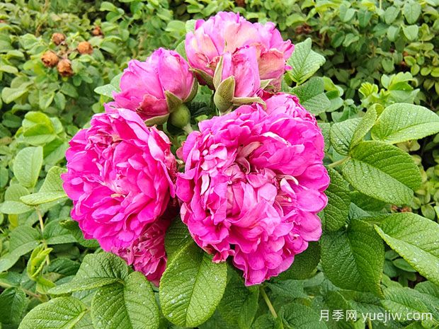 月季、玫瑰、薔薇有何區(qū)別？(圖3)