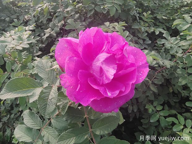 月季、玫瑰、薔薇分別是什么？如何區(qū)別？(圖3)