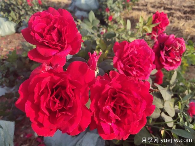 4月份適合種什么花？四月份種什么花好？(圖1)