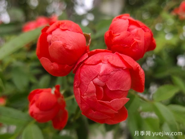 木香花花期有多長？一年開幾次花？(圖1)