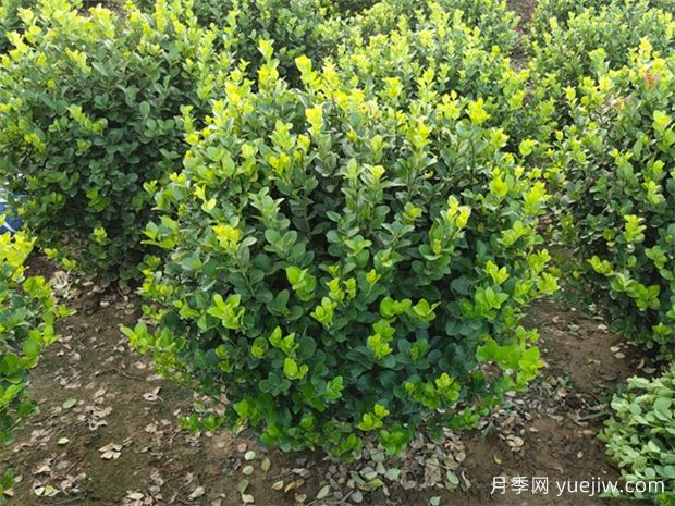 苗木九大傷根難題，你了解幾個？(圖1)