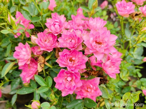 熱門網(wǎng)紅月季品種，一年能開8個月，花大香濃(圖3)