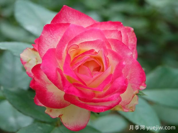 熱門網(wǎng)紅月季品種，一年能開8個月，花大香濃(圖4)