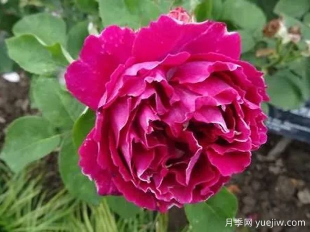 彼特男爵月季的優(yōu)缺點(diǎn)是什么？(圖1)