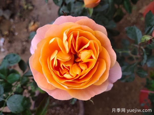 什么品種的月季花好看好養(yǎng)？ (圖1)