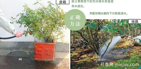 一文匯總種好月季的所有秘訣！(圖3)