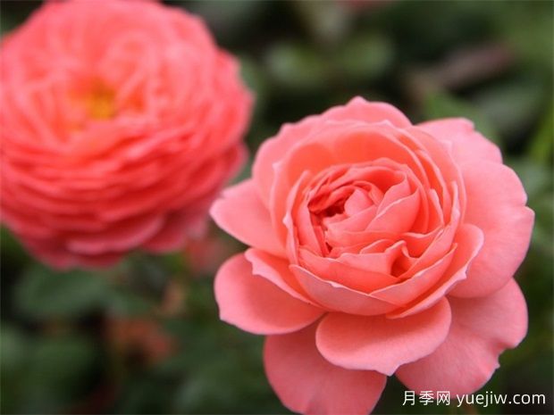 夏日花火月季是灌木還是藤本？(圖1)