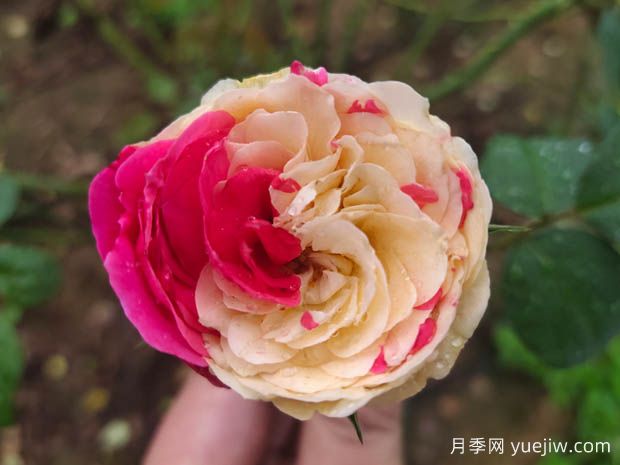 風(fēng)月月季難養(yǎng)嗎？值不值得入(圖1)