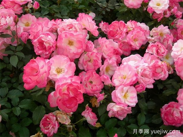 十大熱門(mén)月季排行榜，優(yōu)缺點(diǎn)介紹(圖4)