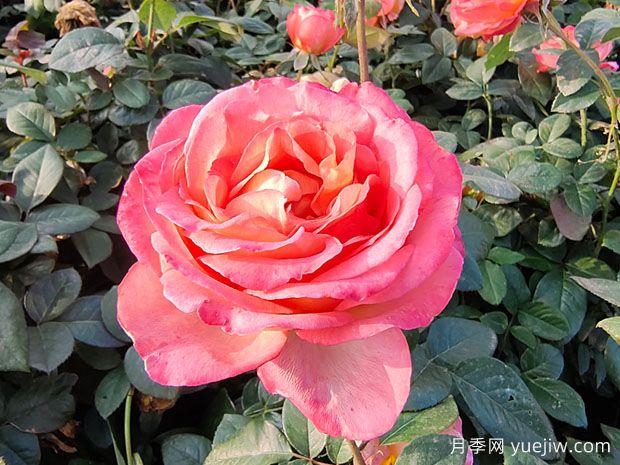 月季花與生活：色彩盛宴，點(diǎn)綴生活美好(圖1)