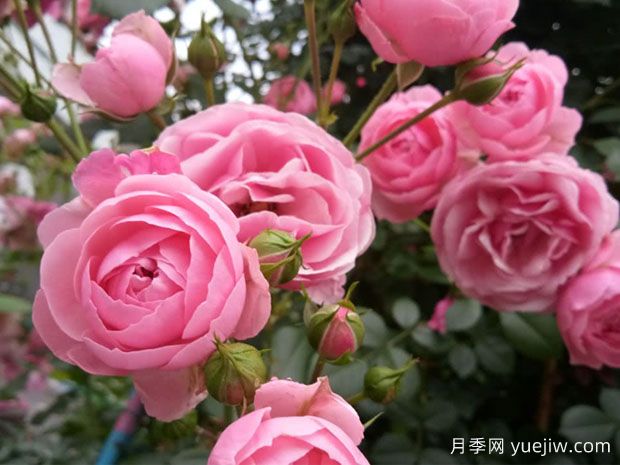 大游行、艾拉絨球、粉色達(dá)芬奇，藤本月季的比較(圖3)