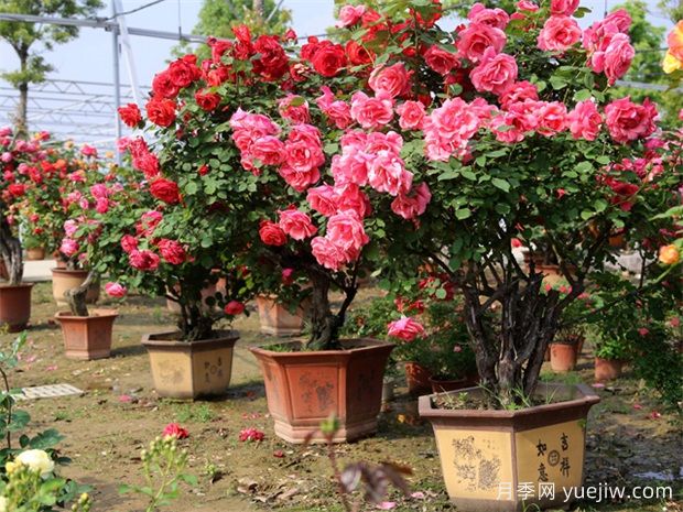 因為這二點，一些花友棄養(yǎng)月季花(圖1)