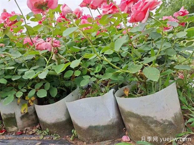 月季怎么種植？月季種植方法(圖2)