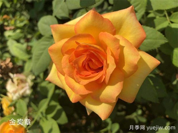 金獎?wù)略录緝?yōu)缺點？適合新手養(yǎng)護(hù)嗎？(圖1)