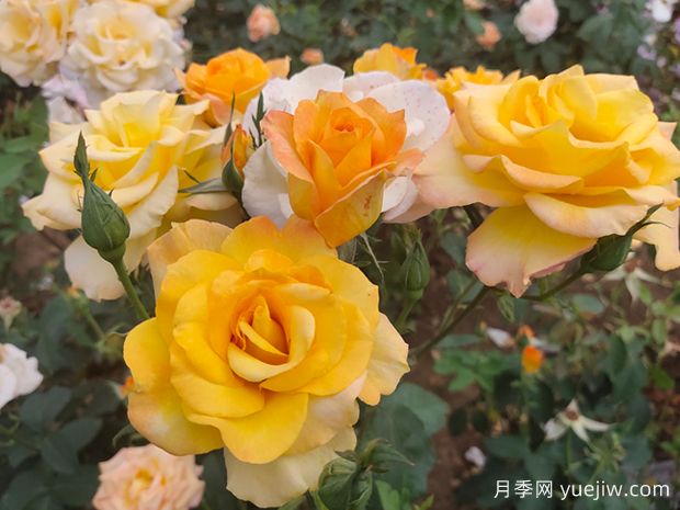 金獎?wù)略录緝?yōu)缺點？適合新手養(yǎng)護(hù)嗎？(圖2)