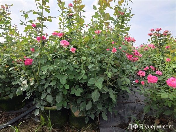 夏天月季光桿沒(méi)有芽點(diǎn)怎么辦(圖1)