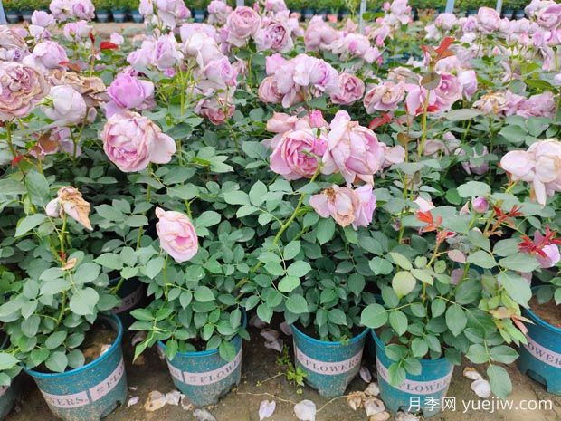 3月底月季花常見問題總結與處理方法(圖1)