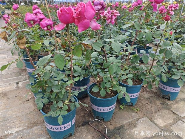 月季花什么原因會(huì)垂頭(圖1)