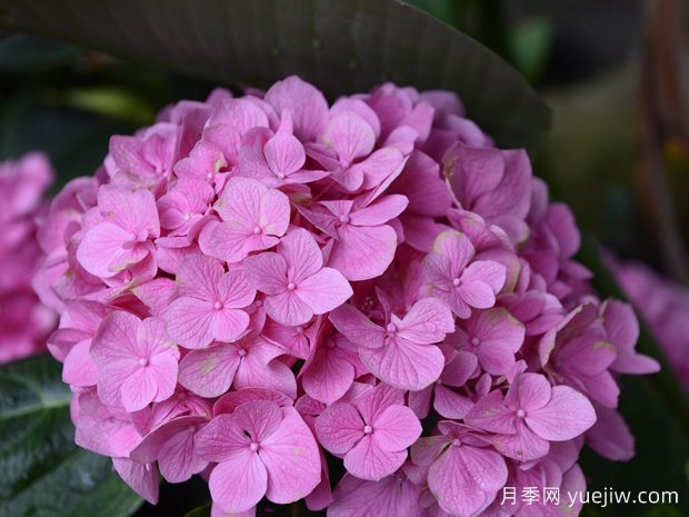 春季繡球小苗，7點(diǎn)打理辦法花開(kāi)不停(圖1)