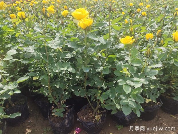 養(yǎng)護月季分清基肥、底肥和追肥，不盲養(yǎng)！(圖1)