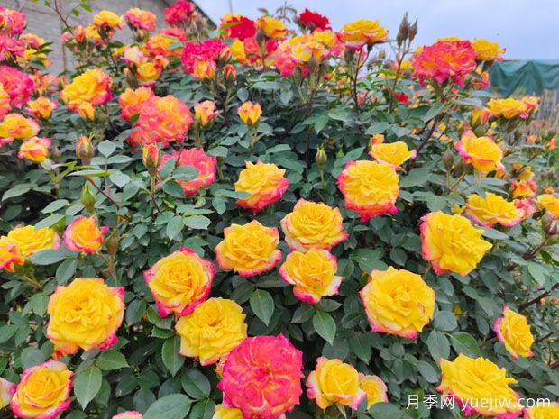 推薦6種經(jīng)典的月季花，多年經(jīng)驗(yàn)分享精選盆花(圖2)