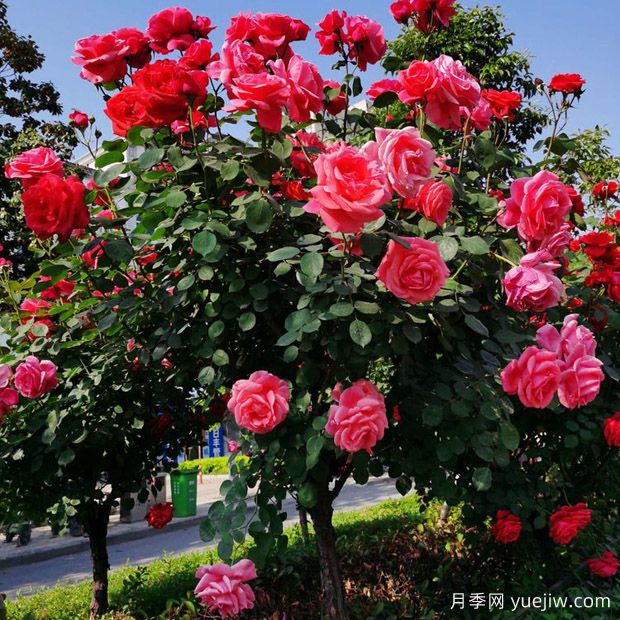 嶺南股份申請(qǐng)一種利用中間砧嫁接樹(shù)狀月季的方法專利(圖1)