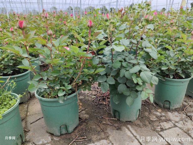 月季花殺手莖蜂來襲，成蟲幼蟲2大防治方向(圖1)