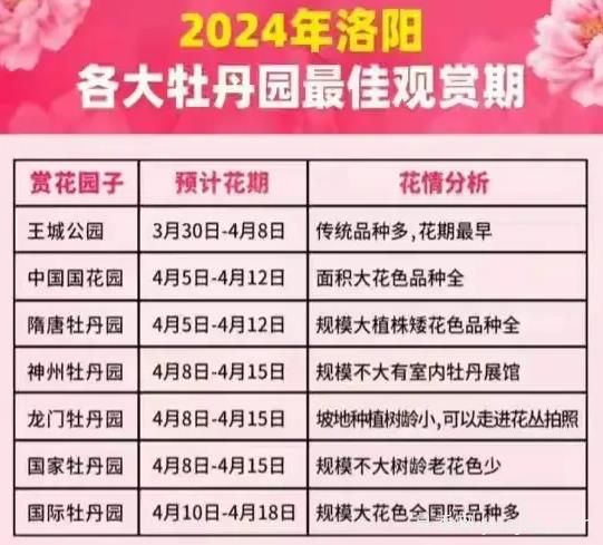 2024年洛陽(yáng)牡丹絢爛綻放，誰(shuí)與爭(zhēng)鋒？(圖1)