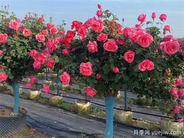 庭院一定要種植兩棵樹狀月季，花量大韻味十足(圖1)