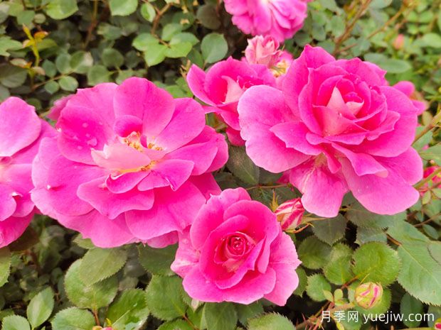 月季花的奧秘：種植、養(yǎng)護與注意事項(圖1)