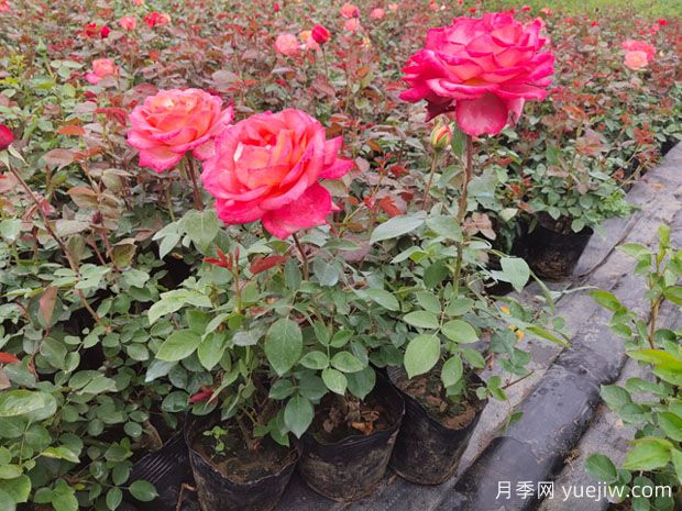 適合院子地栽的月季品種，地栽月季的種植和養(yǎng)護方法(圖3)