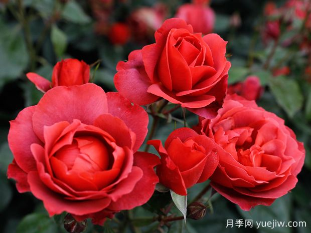 21朵玫瑰：不只是浪漫，還藏著這些深意(圖1)
