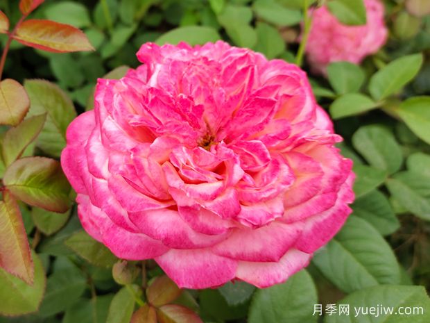 花園植物三姐妹：月季、繡球、鐵線蓮(圖1)