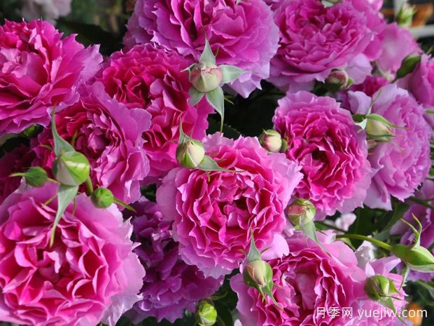 天方夜譚月季，四季開花，濃香耐熱又耐寒(圖2)