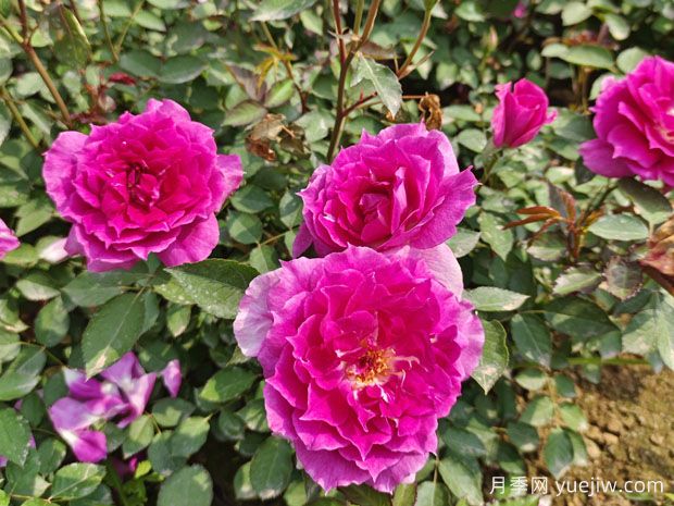 天方夜譚月季，四季開花，濃香耐熱又耐寒(圖3)