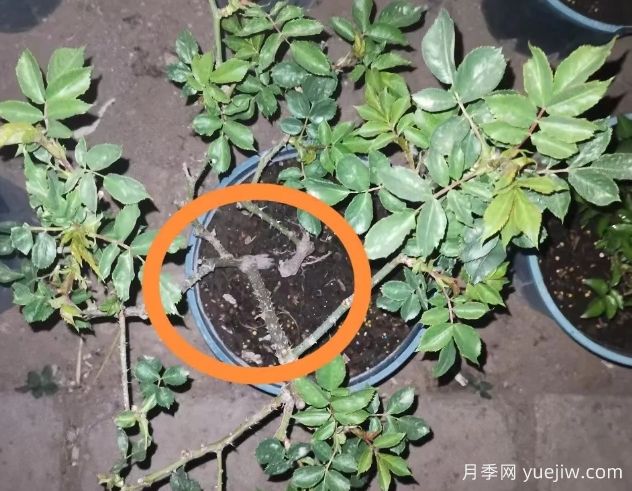 月季怎么抹芽？詳細(xì)教程來啦，照著做，爆花很簡單(圖2)