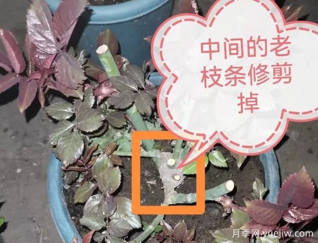 月季怎么抹芽？詳細(xì)教程來啦，照著做，爆花很簡單(圖1)