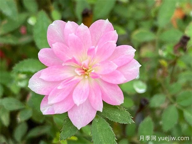 陽臺上***好養(yǎng)的月季，不是果汁陽臺(圖2)