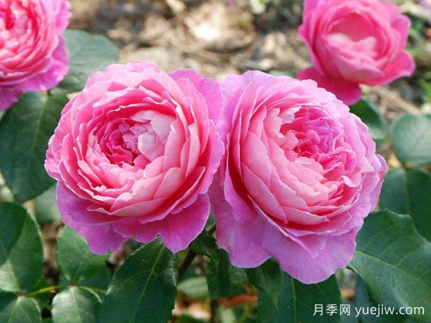 花宮娜月季完美，美麗勤花濃香抗病(圖1)
