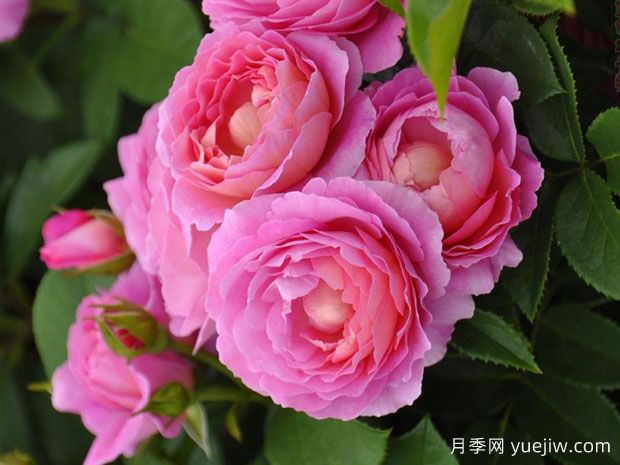 花宮娜月季完美，美麗勤花濃香抗病(圖2)