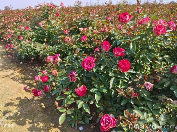 綠籬和月季苗圃除草那么難，怎么做才能事半功半？(圖1)