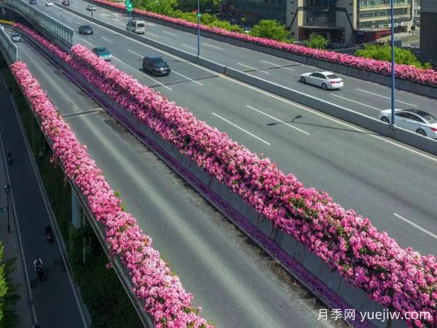 杭州高架月季初開，2024年又到走花路時間(圖1)