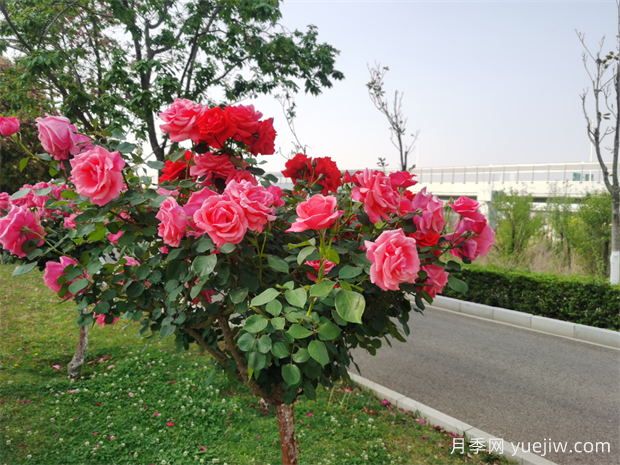 昆明月季又到盛開(kāi)時(shí)，呈貢月季打卡路段推薦(圖2)
