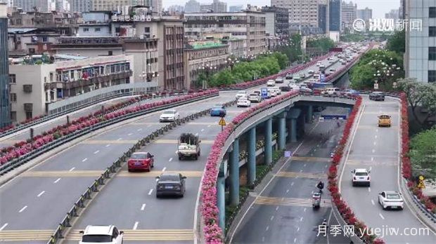江西南昌2.2萬余株月季進入盛花期(圖1)