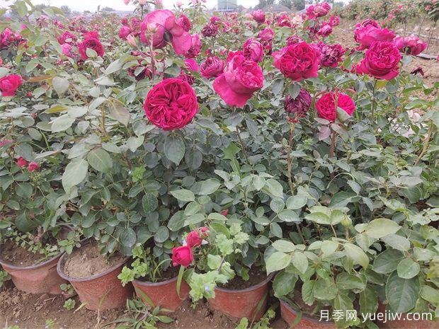 月季花的葉子究竟長什么樣？(圖1)