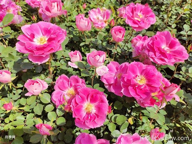 月季花不好養(yǎng)！那是因為你沒有掌握這幾個方法(圖1)